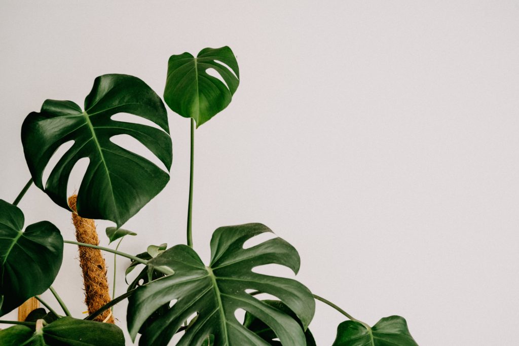 Sober Activity Series: An Introductory Guide to Houseplants
