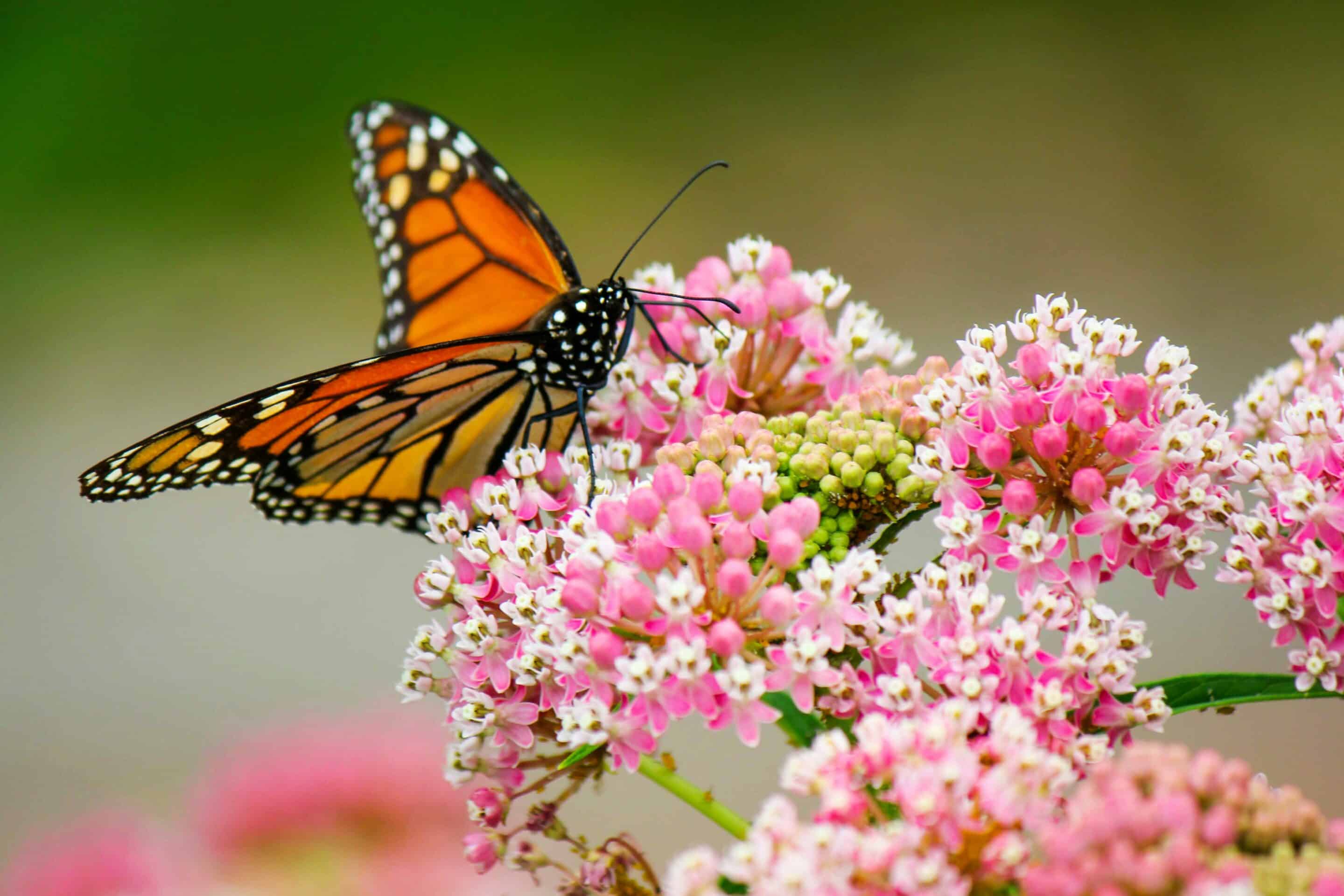 Monarch butterfly on pink flowers representing transformation and growth in Dallas sober living programs.