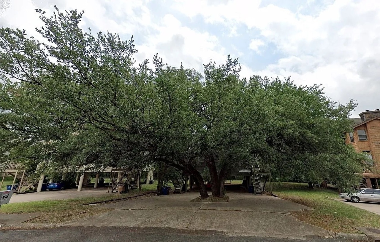 trees outside